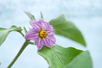 Solanum melongena - close up of the flower of an aubergine florida high bush 