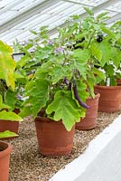Terracotta containers with aubergine - in front is aubergine farmers long f1 - solanum melongena