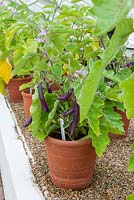 Terracotta containers with aubergines -  aubergine farmers long f1. Solanum melongena