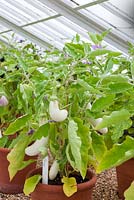 Terracotta container with white aubergine -  aubergine snowy f1. Solanum melongena