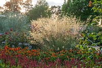The Bowes - lyon garden in september - planting of heleniums and stipa gigantea in evening light. RHS Garden, Wisley, Surrey 