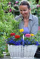 Planting flowers in a basket. Lobelia erinus and Zinnia 'Thumbelina', Vinca major 'Variegata'.