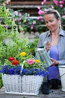 Planting flowers in a basket. Lobelia erinus and Zinnia 'Thumbelina', Vinca major 'Variegata'. Watering.