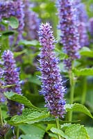 Agastache foeniculum Anise