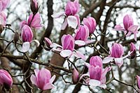 Magnolia cylindrica x campbellii 'Darjeeling'