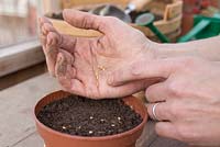 Sowing Aubergine 'Black Beauty' - Solanum melongena seeds