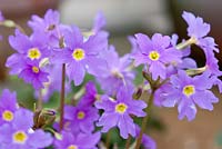 Primula 'John Fielding'