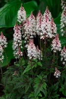 Tiarella 'Sugar and Spice' close up of flowers