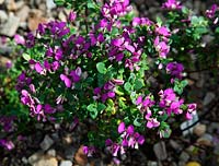 Polygala fruticosa 'Africana' plant in flower