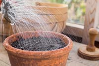 Watering freshly sown Tomato 'Chocolate Cherry' - Lycopersicon lycopersicum' seeds