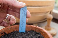 Adding plant label for Tomato 'Chocolate Cherry' - Lycopersicon lycopersicum