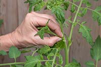 Pinching out side shoots of Tomato 'Chocolate Cherry' - Lycopersicon lycopersicum