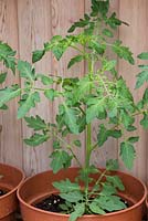 Tomato 'Chocolate Cherry' - Lycopersicon lycopersicum growth development