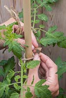 Tying in Tomato 'Chocolate Cherry' - Lycopersicon lycopersicum to garden cane