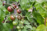 Tomato 'Chocolate Cherry' - Lycopersicon lycopersicum