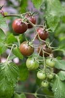 Tomato 'Chocolate Cherry' - Lycopersicon lycopersicum