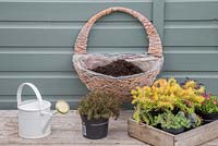 Ingredients required for Sedum hanging basket are Aeonium arboreum 'Atropurpureum', Sedum sexangulare, Sedum rupestre 'Angelina', Sedum spathulifolium 'Cape Blanco', Sedum hakonense 'Chocolate Ball' and Delosperma 'Jewel of Desert Ruby'