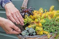 Filling in Sedum hanging basket with additional compost