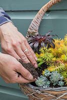 Filling in Sedum hanging basket with additional compost