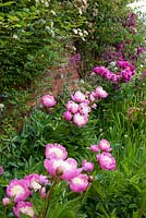 Paeonia Lactiflora 'Bowl of Beauty' in paeonia border - Helmingham Hall, Suffolk
