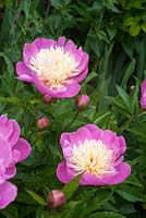 Paeonia Lactiflora 'Bowl of Beauty' in paeonia border - Helmingham Hall, Suffolk