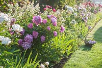 Border of Paeonias with trug - Helmingham Hall, Suffolk