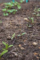 Growth develpment of Beetroot 'Rainbow Beet' - Beta vulgaris seedlings