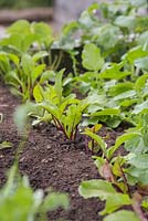 Beta vulgaris. Growth development of Beetroot 'Rainbow Beet' 
