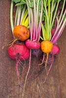 Harvested Beetroot 'Rainbow Beet', 'Boldor', 'Chioggia', 'Subeto - Beta vulgaris on wooden surface. 