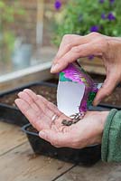 Emptying Zinnia seeds into hand