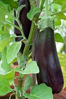 Aubergine Viserba