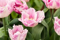 Tulipa 'Ovirdo'. RHS Flower Show Cardiff. April 2015