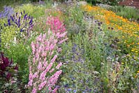 Overview of cutting garden displaying rows of Larkspur, Nigella damascena, Poppy seedheads and Calendula