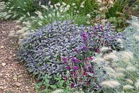 Herbaceous border of Salvia officinalis 'Purpurascens', Pennisetum villosum, Artemisia 'Powis Castle', Origanum laevigatum 'Herrenhausen' and Lychnis coronaria