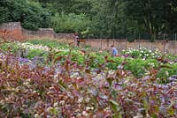 Sheree King cutting a bunch of Dahlias in the distance