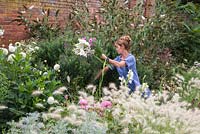 Sheree King cutting a bunch of white Gladiolus from the border