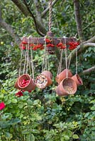 A weathered metal wheel bird feeder featuring hanging terracotta pots offering a variety of berries and seeds for the birds, decorated with Pyracantha berries