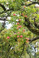 Malus Domestica - Apple 'Lady Sudeley' - August - Oxfordshire