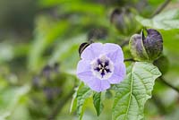 Nicandra physalodes - Shoo fly plant - August - Oxfordshire