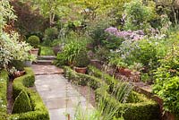 Looking across the Box parterre to the sunny herbaceous border showing Thalictrum aquilegiifolium. Hope House, Caistor, Lincolnshire, UK.