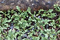 Acaena buchananii - Late April - Kew Gardens, London, UK