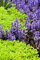 Ajuga reptans 'Braunherz', Origanum vulgare 'Aureum' - Late April - Kew Gardens, London, UK