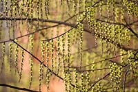 Stachyrus chinensis. RHS Garden, Wisley, Surrey