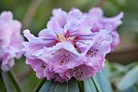 Rhododendron x Geraldii 