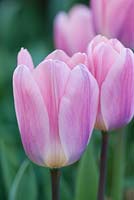 Tulipa 'Light and Dreamy' 
