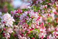 Malus x Scheideckeri 'Exzellenz Thiel', spring.