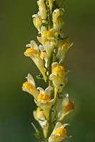 Linaria vulgaris - Common Toadflax 