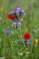 Phacelia tanacetifolia. Follers Manor, Sussex. Designed by: Ian Kitson