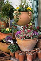 Terracotta containers with winter planting. Top: Erica 'Bing',  Cyclamen persicum, Stipa tenuissima, Cornus alba 'Sibirica', Primula vulgaris and variegated ivy. Bottom: Skimmia japonica 'Magic Marlot', Skimmia japonica, Cyclamen persicum, Erica 'George Rendall', ornamental cabbage. Behind: Standard box ball, Primula vulgaris.