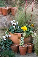 Terracotta containers with winter planting including Erica 'Bing',  Cyclamen persicum, Stipa tenuissima, Cornus alba 'Sibirica', Primula vulgaris and variegated ivy.